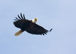 Bald Eagle In Flight